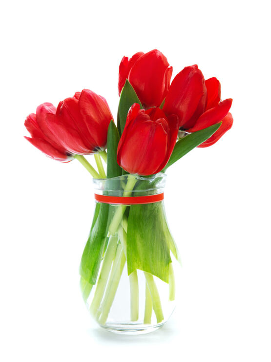 Rote Tulpen
